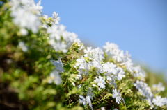 芝桜