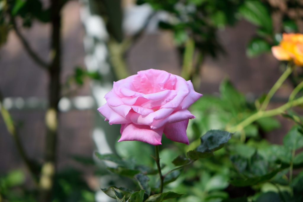 春薔薇の思い出27　桃香