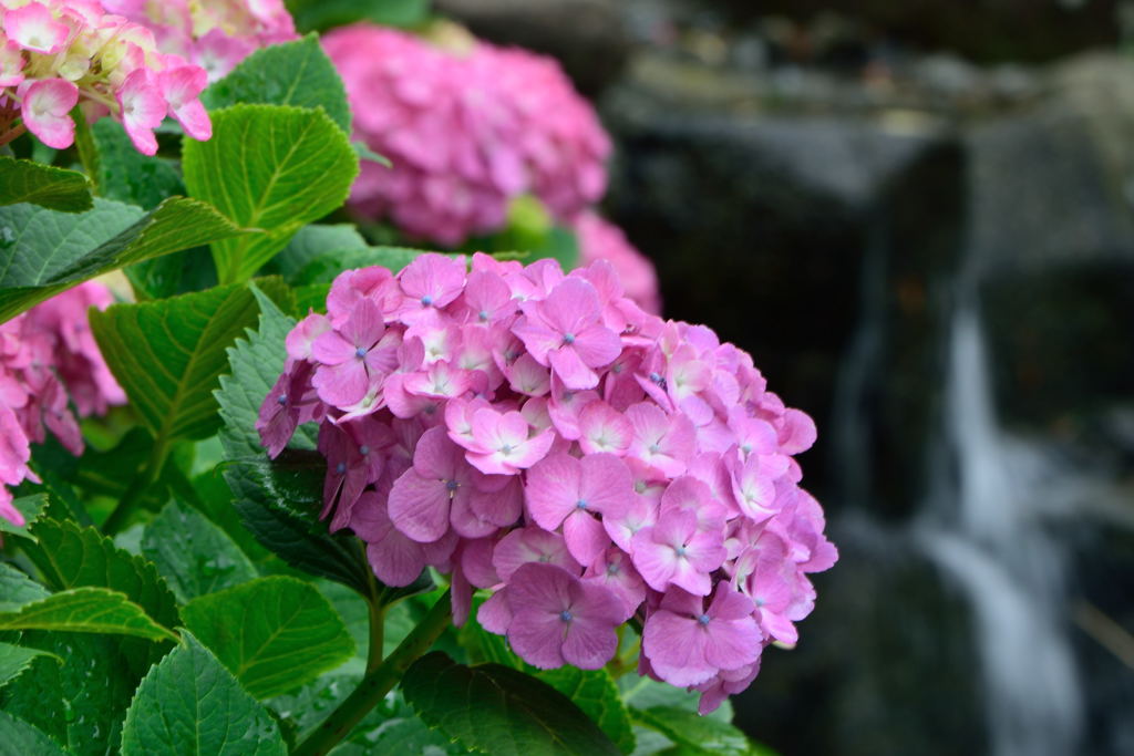 紫陽花　滝