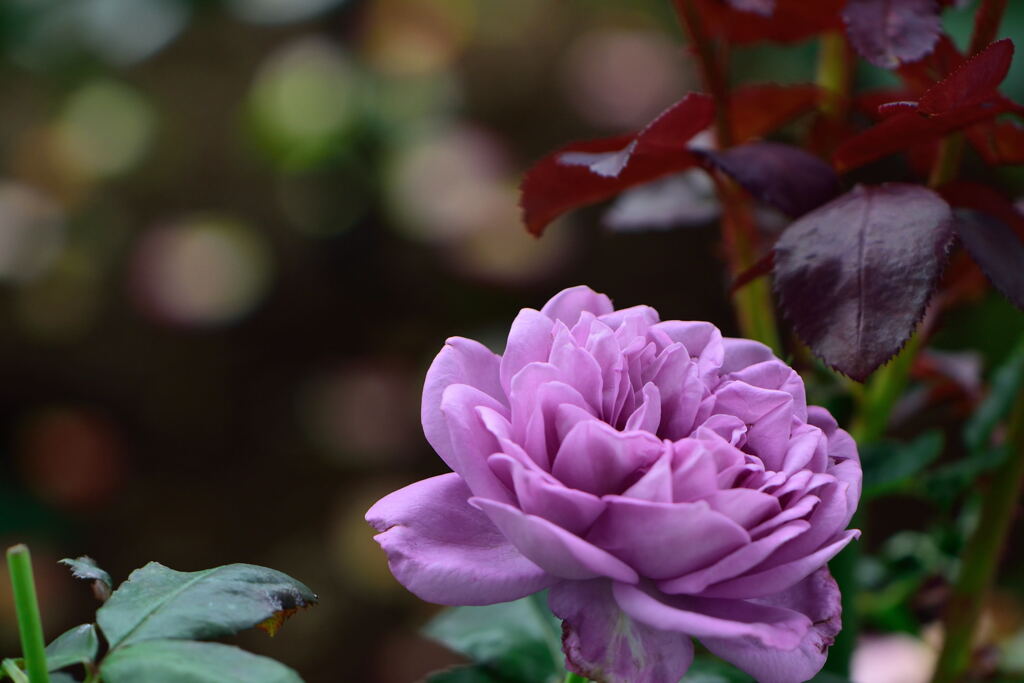 薔薇　カインダ・ブルー