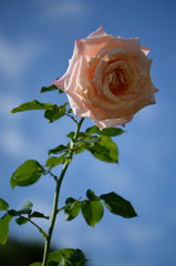 秋薔薇　ポール　リカード