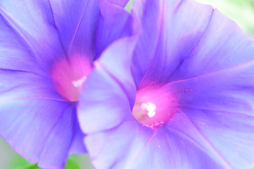 朝顔　笹葉石化　花