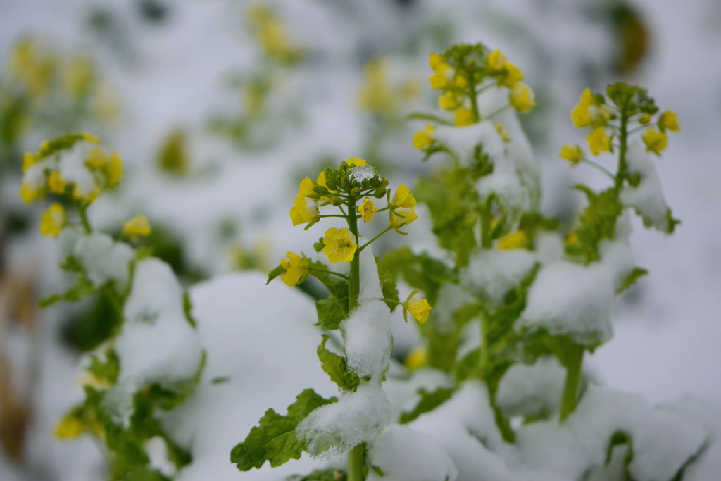 雪、積もりましたね　2