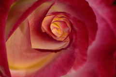 薔薇　ダブルデライト