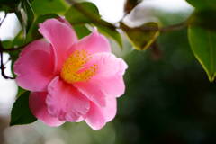 山茶花