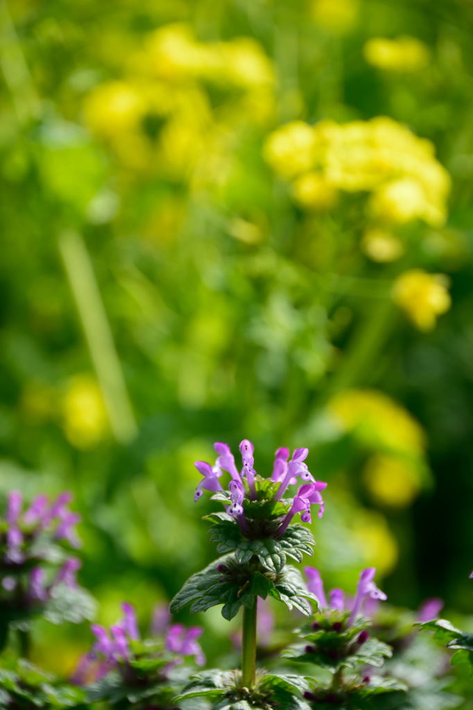 ホトケノザと菜の花