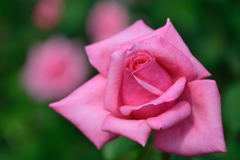 薔薇　ロイヤル・アメジスト