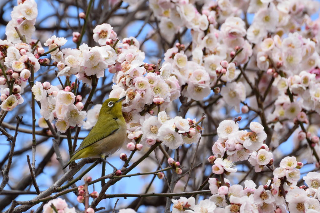 ウメジロー　白