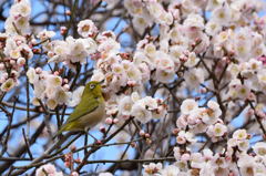 ウメジロー　白