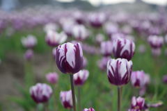 チューリップ　レムズフェイバリッド