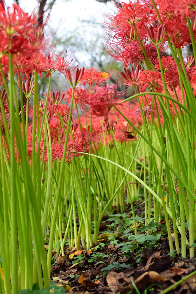 権現堂　彼岸花　１１