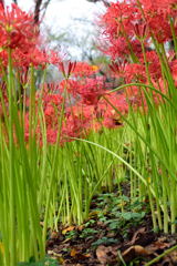 権現堂　彼岸花　１１