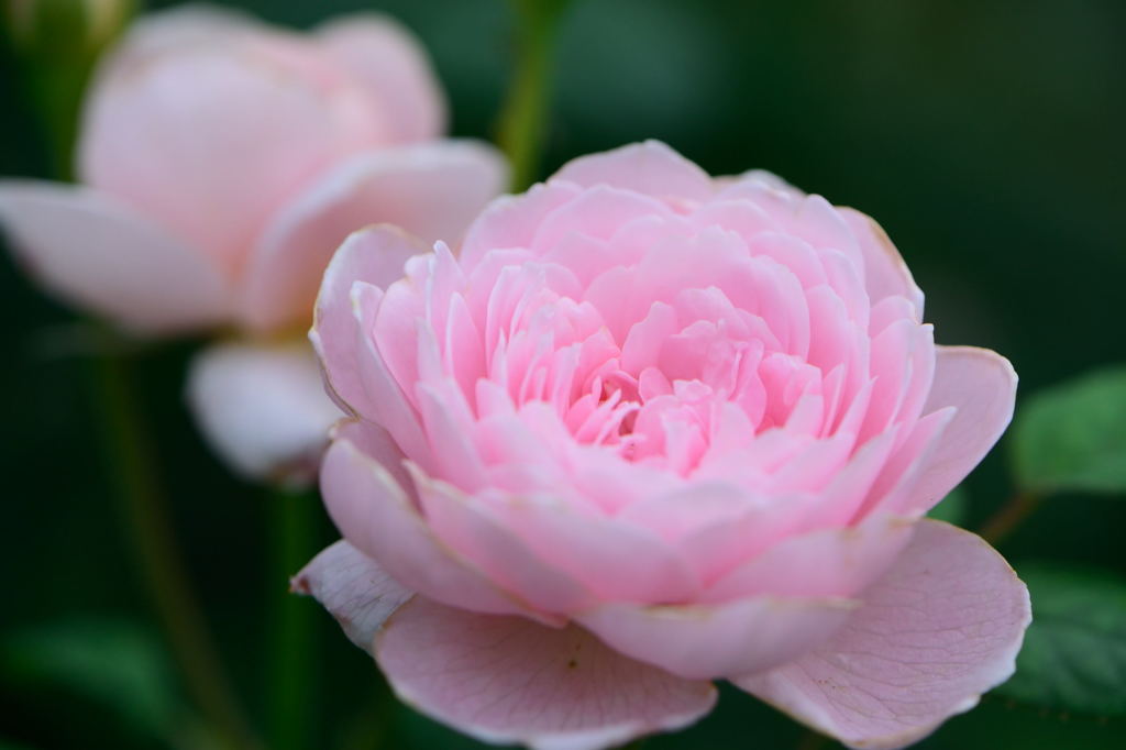 薔薇　クイーン・オブ・スウェーデン