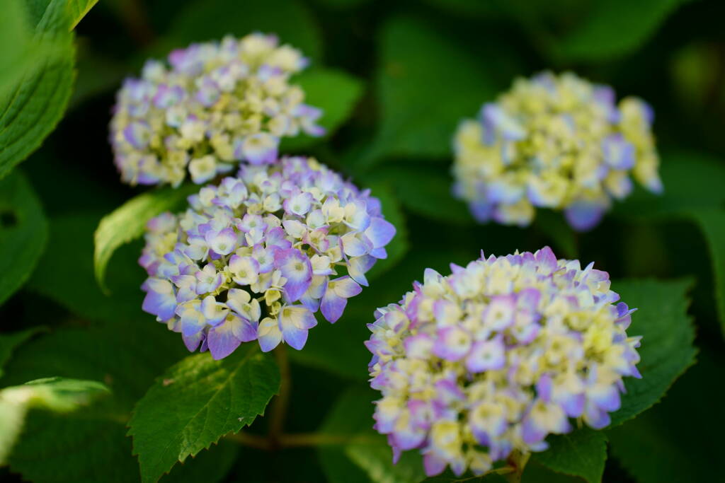 紫陽花　１