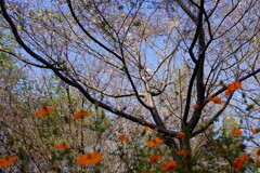 秋に咲く桜たち