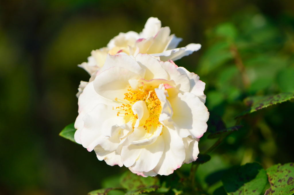 薔薇　コスモス