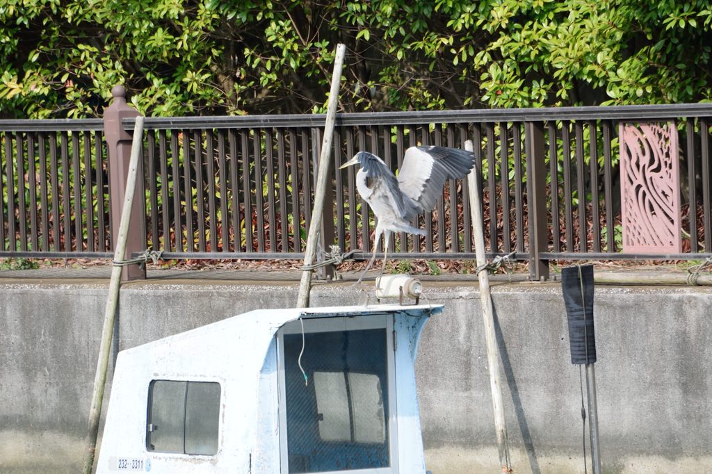 青鷺　着