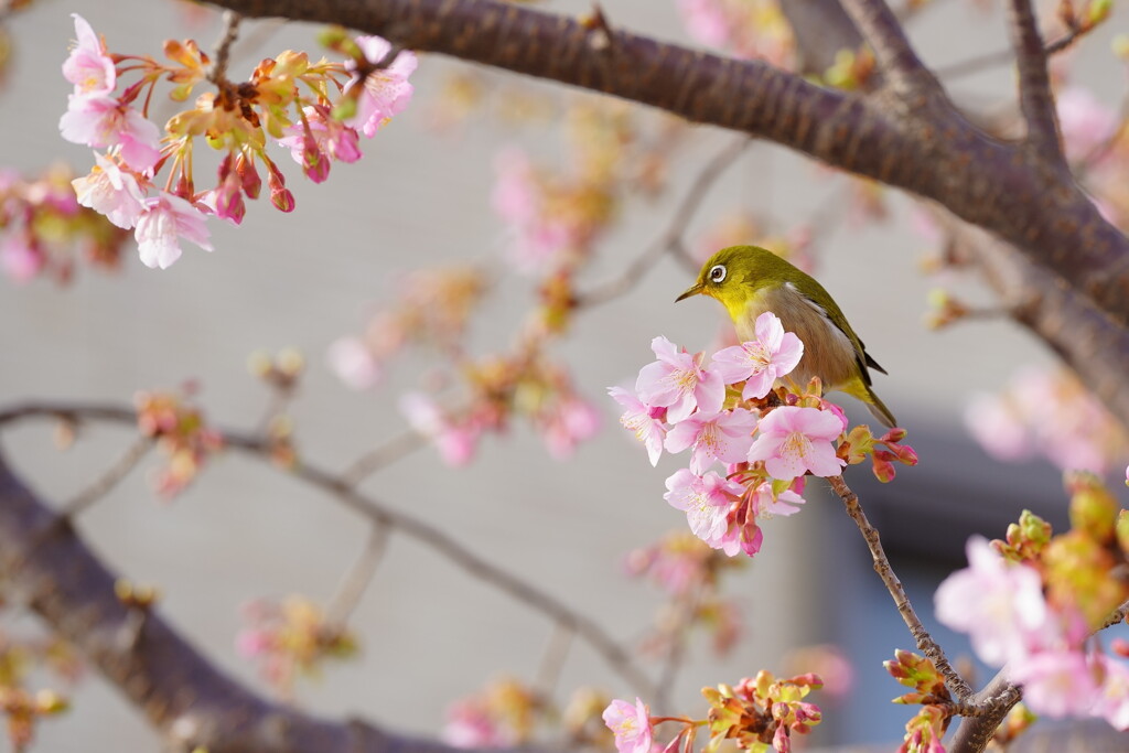 サクジロー　１