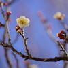 白梅　５