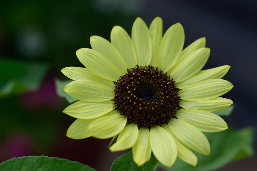 ヒマワリ　バレンタイン