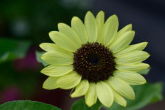 ヒマワリ　バレンタイン