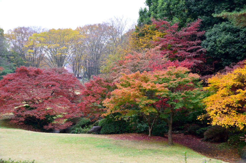 森林公園の紅葉　８