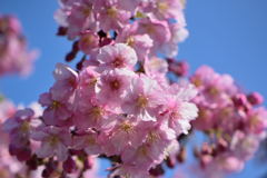 河津桜　６