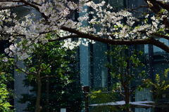桜吹雪　１