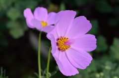 ふつうの秋桜　10