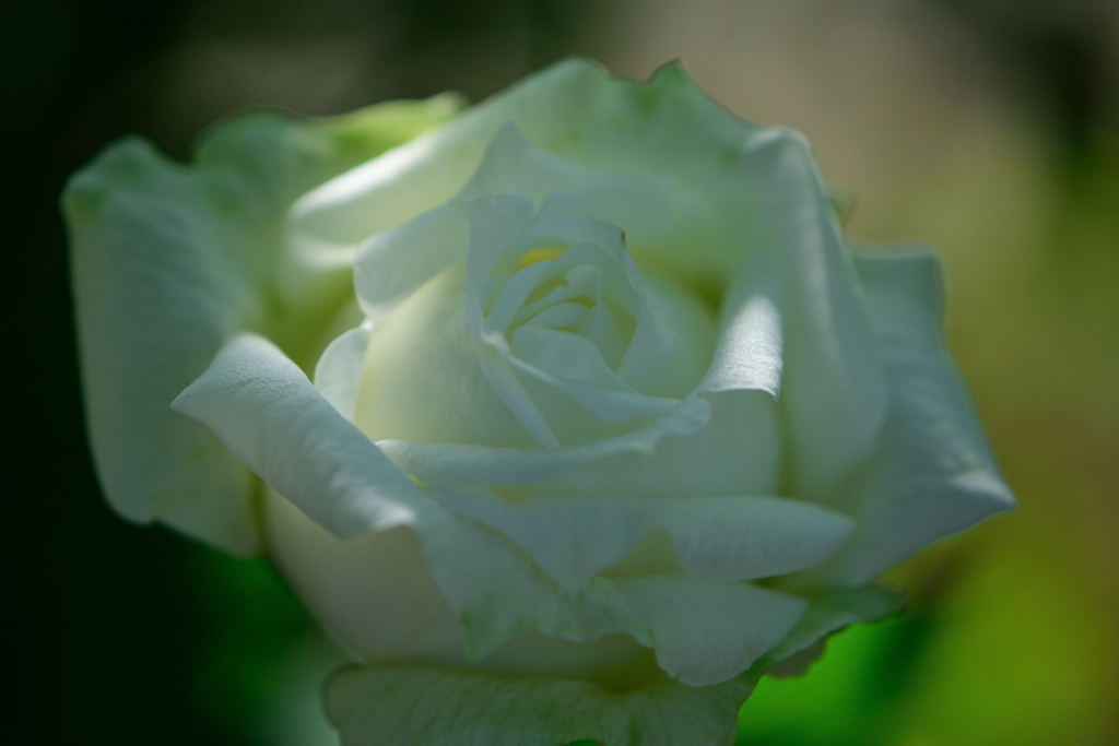薔薇　ノース　フレグランス