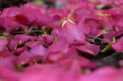 山茶花　散
