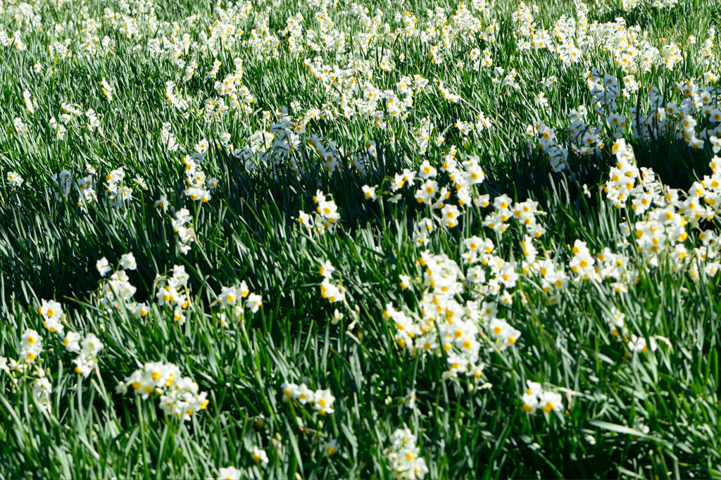 日本水仙畑