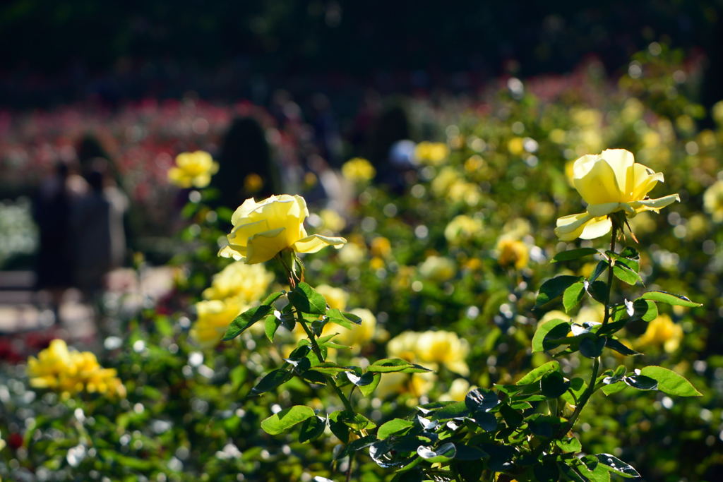 薔薇　ドフト　ゴールド