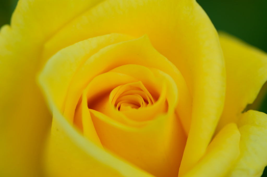 スイート　ダイアナ