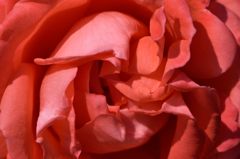 春薔薇の思い出01