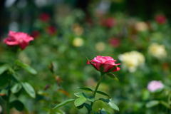 薔薇　ダブルデライト