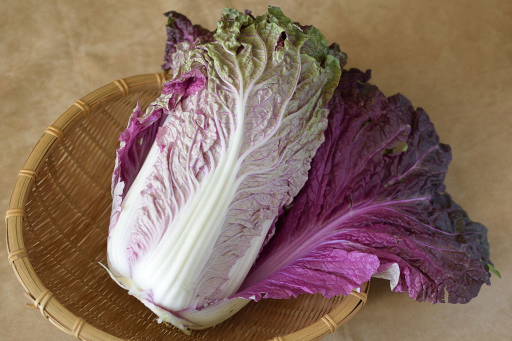 紫白菜