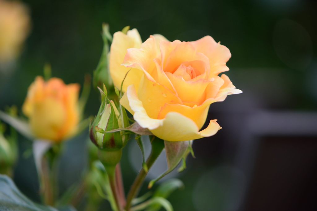 春薔薇の思い出21 