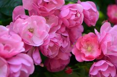 春薔薇の思い出14