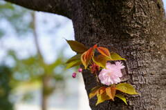 桜　関山　５