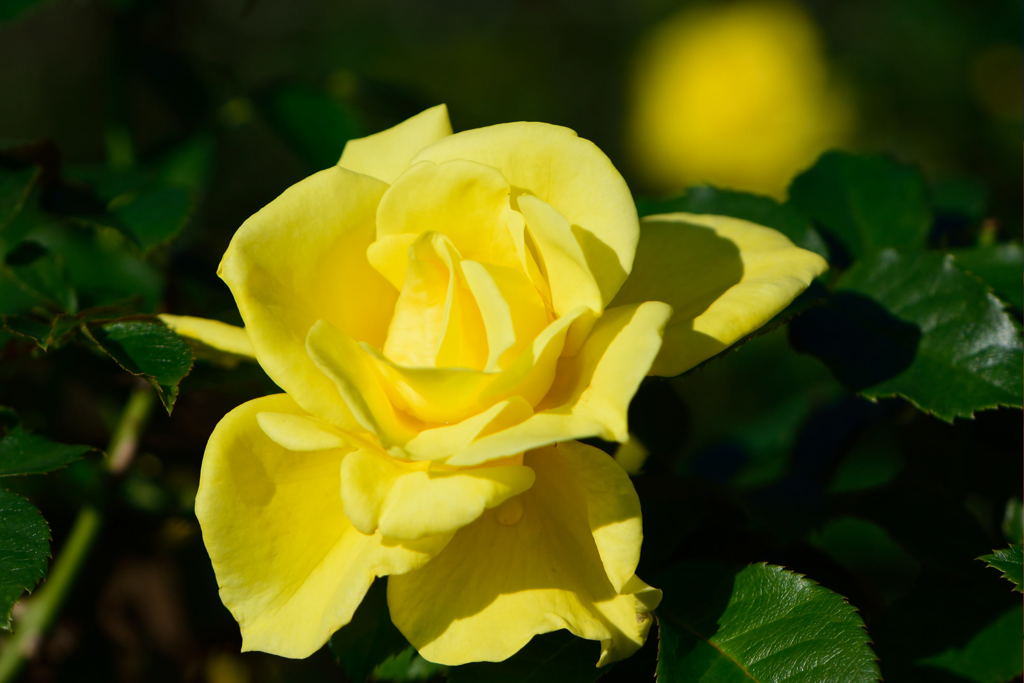 薔薇　フリージア