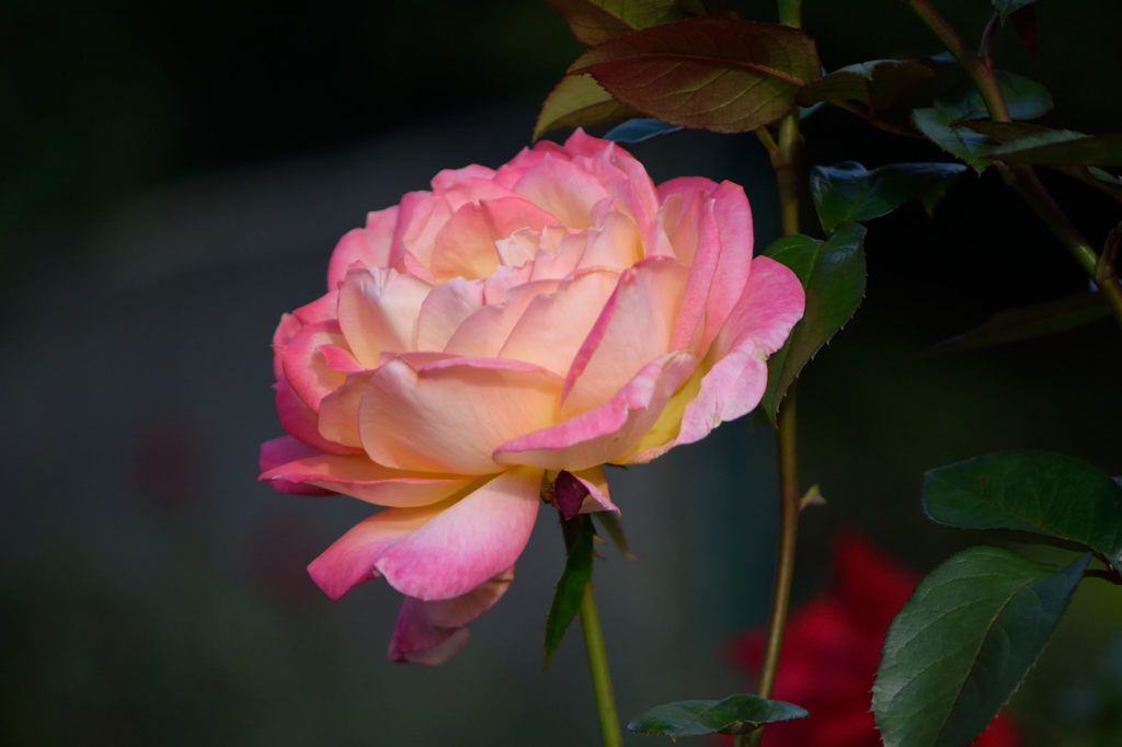 秋薔薇　朝雲