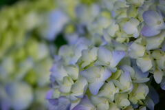 紫陽花　３