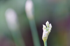ニラの花　１