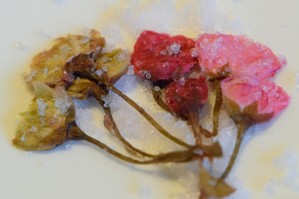 八重桜の塩漬け三種