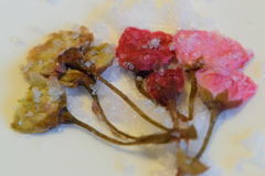 八重桜の塩漬け三種