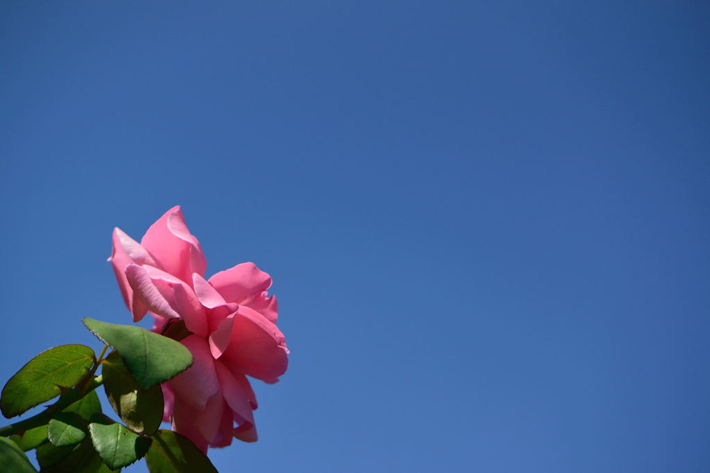 剪定を免れた薔薇