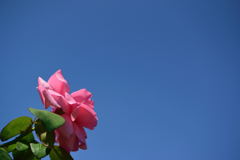 剪定を免れた薔薇