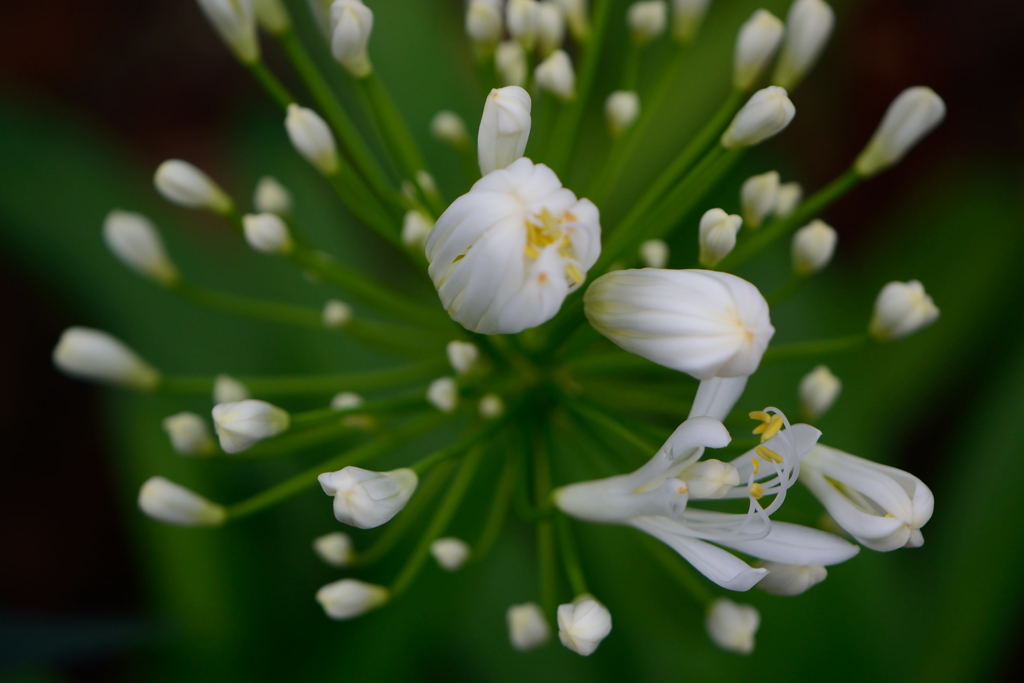 冬のアガパンサス