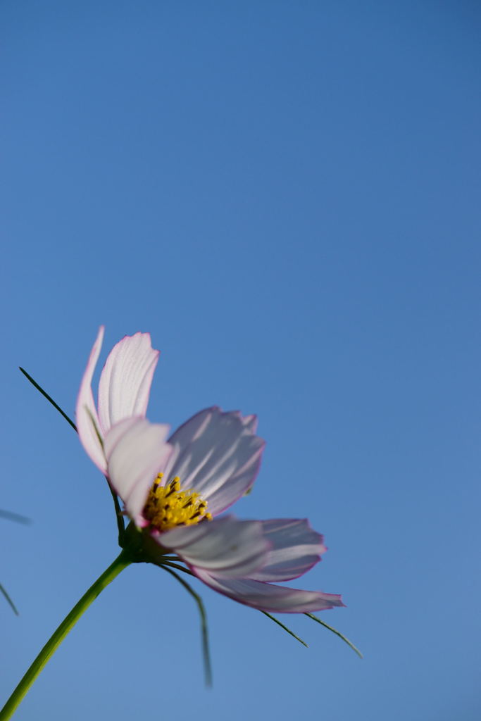 秋桜　ピコティ　２